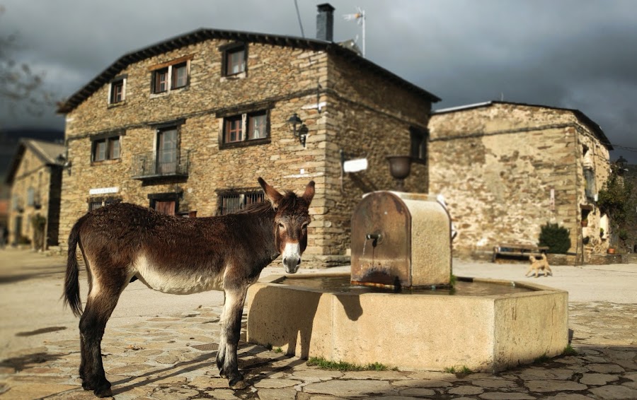La Melera - Casa Rural en la Sierra Norte de Guadalajara. Cerca de los Pueblos Negros y el Hayedo.